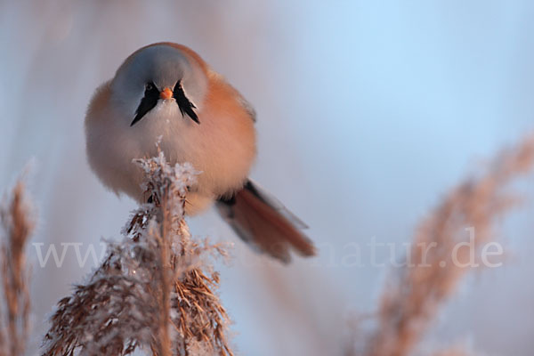 Bartmeise (Panurus biarmicus)