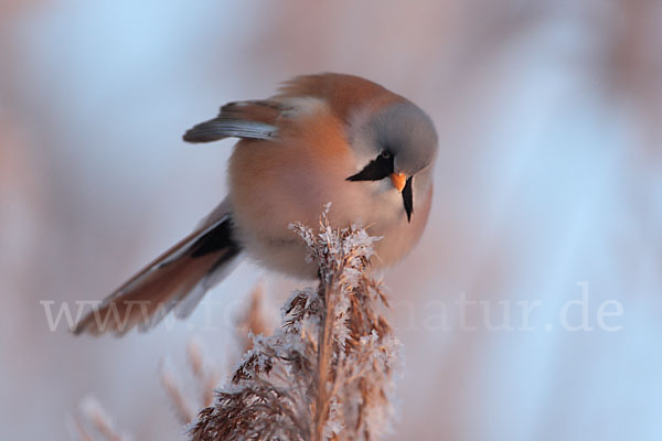 Bartmeise (Panurus biarmicus)