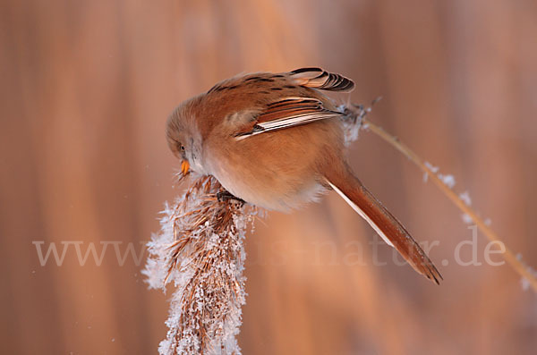 Bartmeise (Panurus biarmicus)