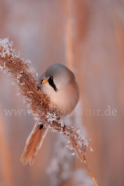 Bartmeise (Panurus biarmicus)