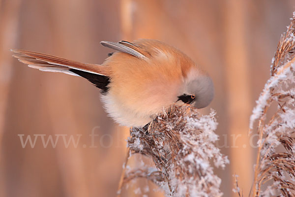 Bartmeise (Panurus biarmicus)