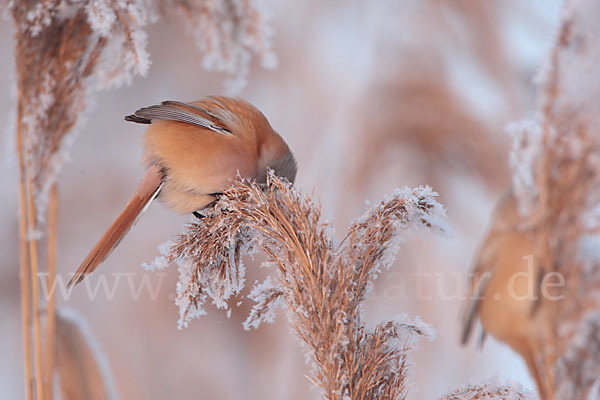 Bartmeise (Panurus biarmicus)