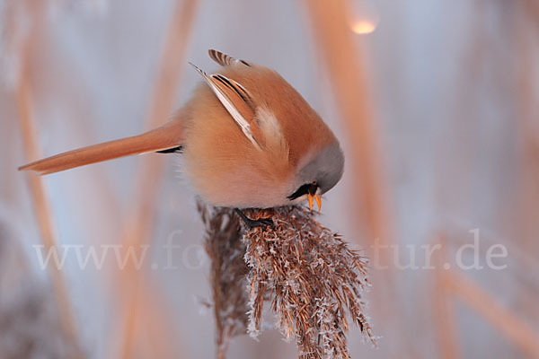 Bartmeise (Panurus biarmicus)