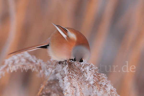 Bartmeise (Panurus biarmicus)