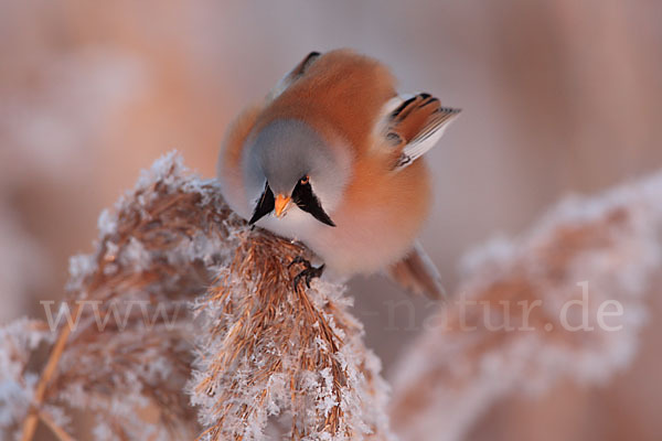 Bartmeise (Panurus biarmicus)