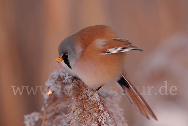 Bartmeise (Panurus biarmicus)