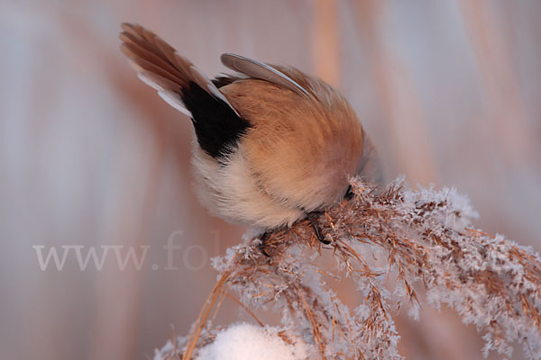 Bartmeise (Panurus biarmicus)