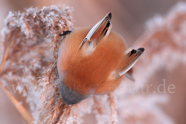 Bartmeise (Panurus biarmicus)