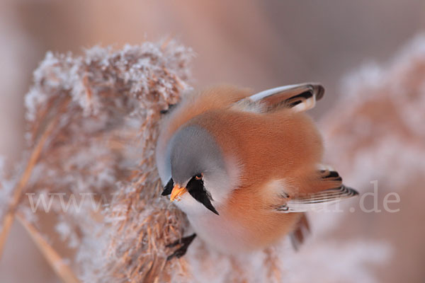 Bartmeise (Panurus biarmicus)