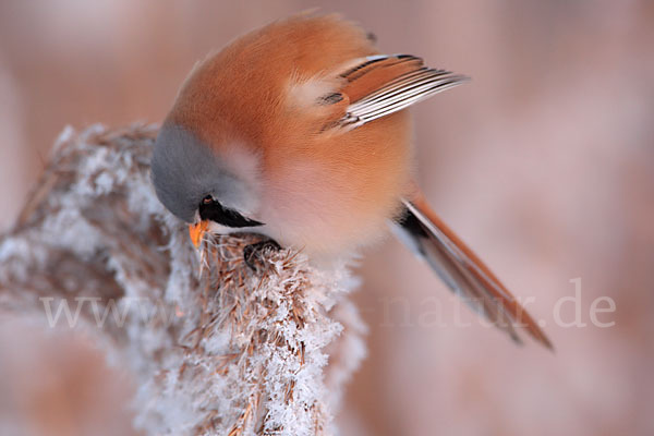 Bartmeise (Panurus biarmicus)