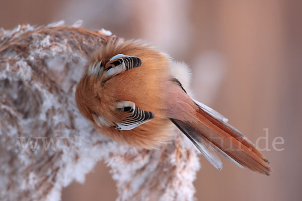 Bartmeise (Panurus biarmicus)