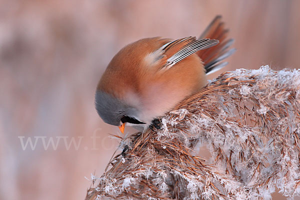 Bartmeise (Panurus biarmicus)