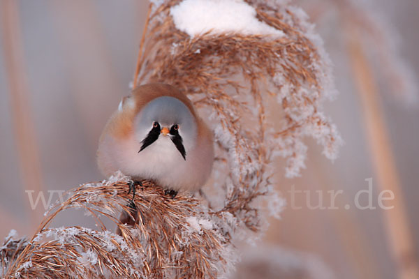 Bartmeise (Panurus biarmicus)