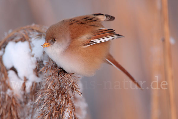 Bartmeise (Panurus biarmicus)