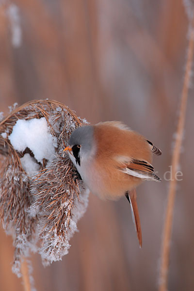 Bartmeise (Panurus biarmicus)