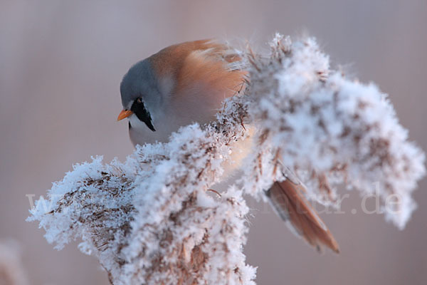 Bartmeise (Panurus biarmicus)