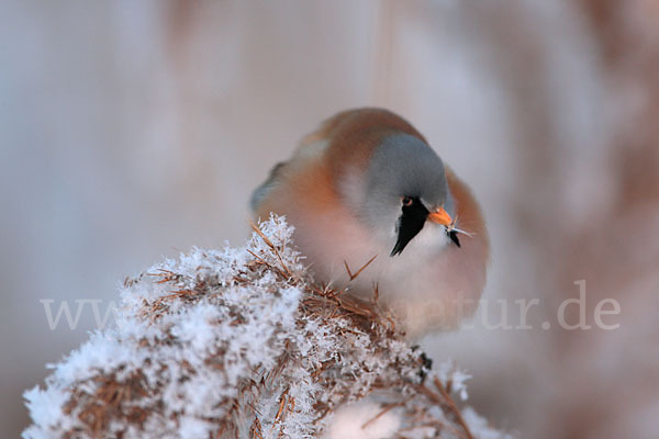 Bartmeise (Panurus biarmicus)