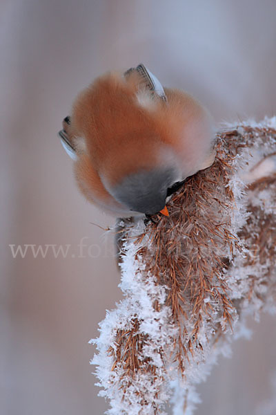 Bartmeise (Panurus biarmicus)