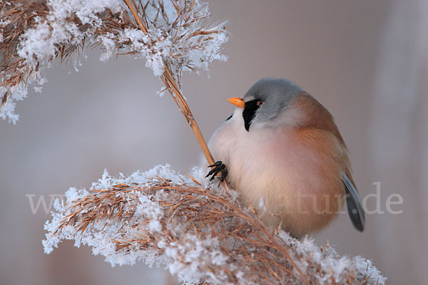 Bartmeise (Panurus biarmicus)