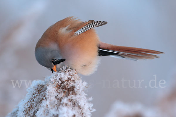 Bartmeise (Panurus biarmicus)