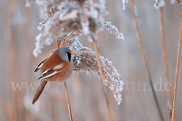 Bartmeise (Panurus biarmicus)