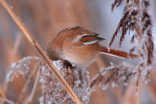 Bartmeise (Panurus biarmicus)