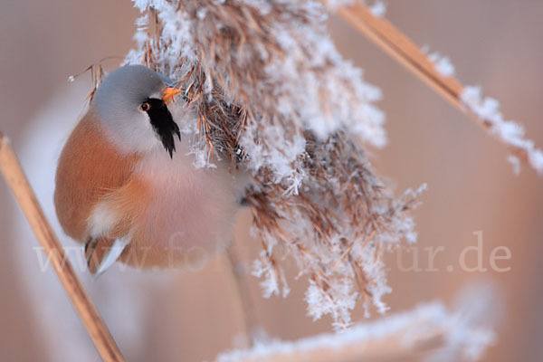 Bartmeise (Panurus biarmicus)