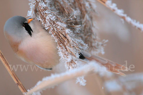 Bartmeise (Panurus biarmicus)