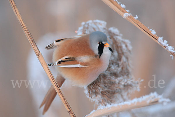 Bartmeise (Panurus biarmicus)