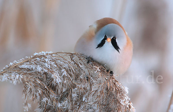 Bartmeise (Panurus biarmicus)