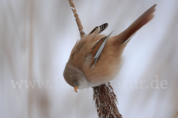 Bartmeise (Panurus biarmicus)