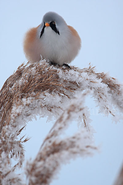 Bartmeise (Panurus biarmicus)