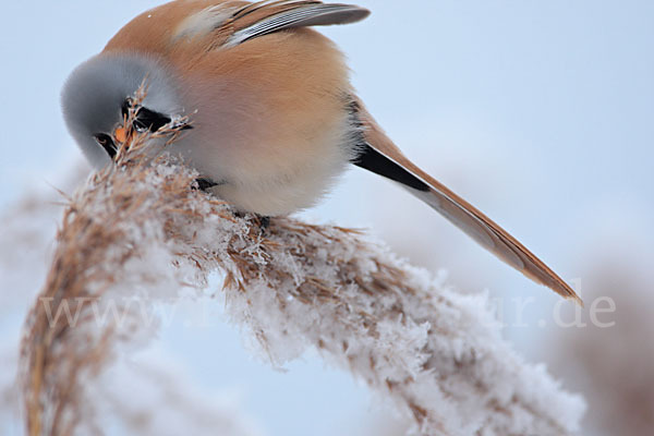 Bartmeise (Panurus biarmicus)