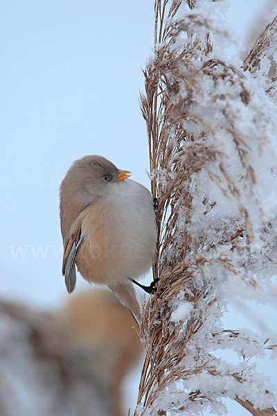 Bartmeise (Panurus biarmicus)