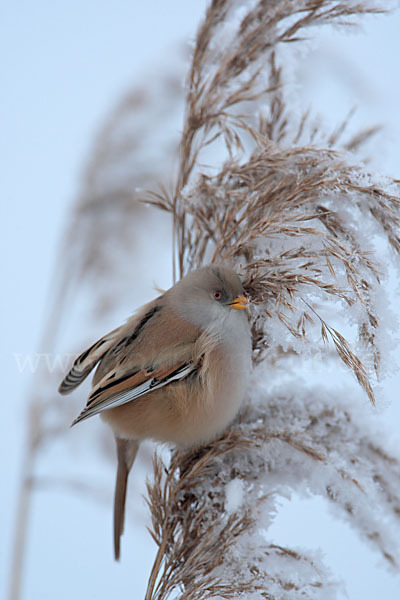 Bartmeise (Panurus biarmicus)