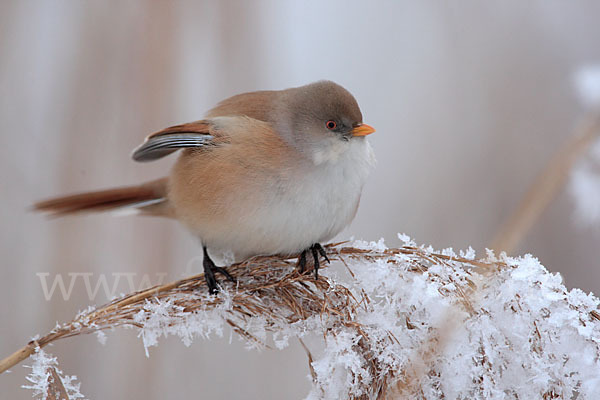 Bartmeise (Panurus biarmicus)