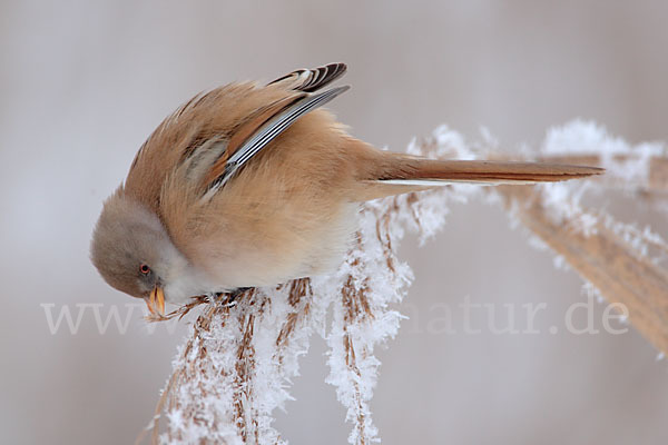 Bartmeise (Panurus biarmicus)