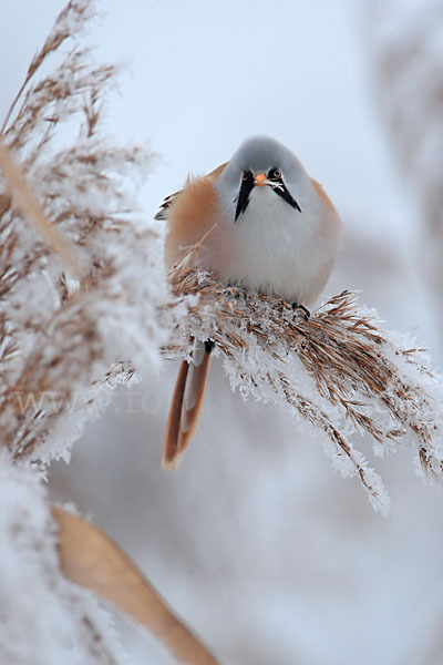 Bartmeise (Panurus biarmicus)