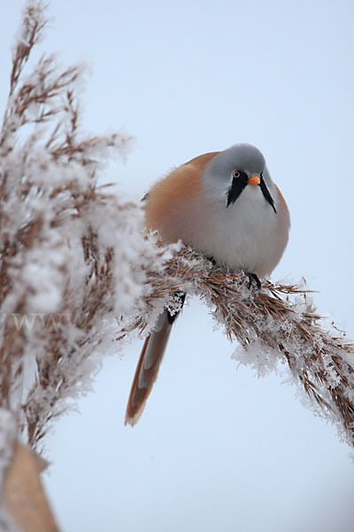 Bartmeise (Panurus biarmicus)