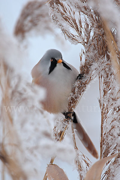 Bartmeise (Panurus biarmicus)