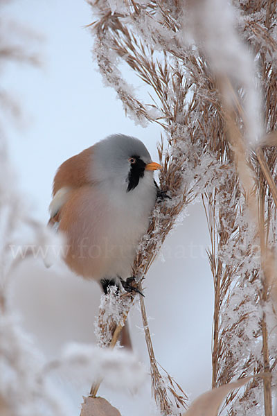 Bartmeise (Panurus biarmicus)