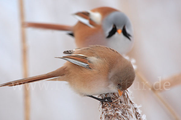 Bartmeise (Panurus biarmicus)