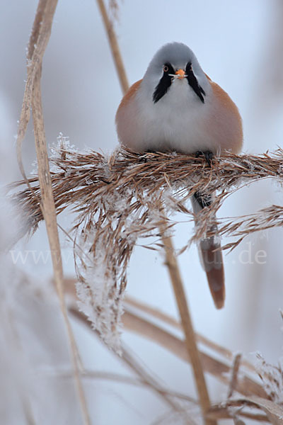 Bartmeise (Panurus biarmicus)