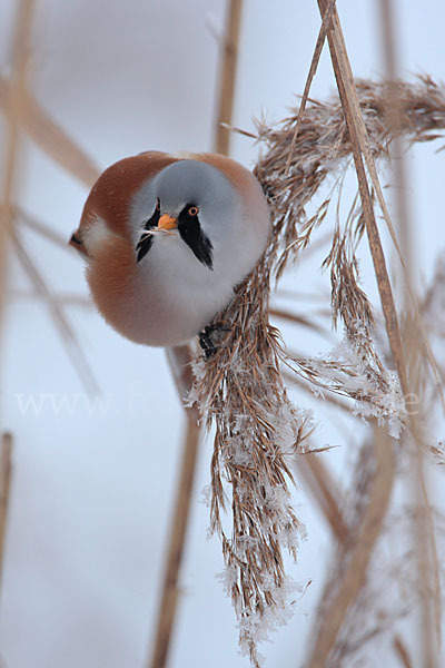 Bartmeise (Panurus biarmicus)