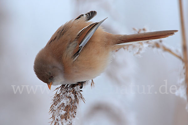 Bartmeise (Panurus biarmicus)