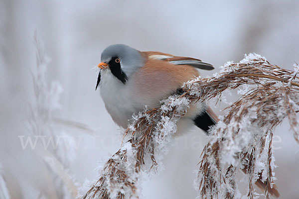 Bartmeise (Panurus biarmicus)