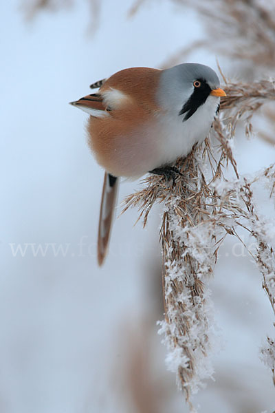 Bartmeise (Panurus biarmicus)