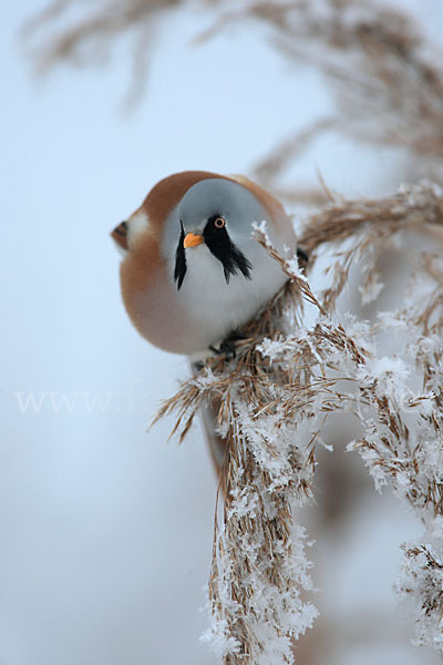 Bartmeise (Panurus biarmicus)