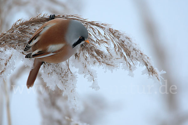 Bartmeise (Panurus biarmicus)