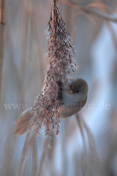 Bartmeise (Panurus biarmicus)